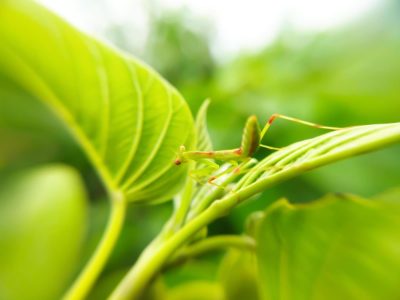 Si encontrás este insecto en las plantas no lo mates: así ayuda a cuidar el jardín