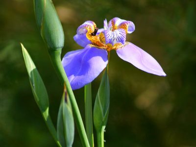 La planta de hermosas flores que camina por tu jardín y siembra todo a su paso