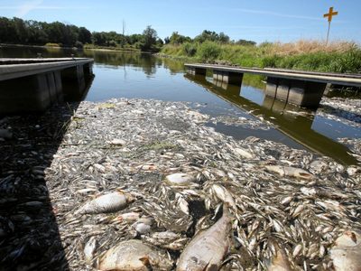 Hallan miles de peces muertos en la frontera entre Polonia y Alemania: temen un desastre ecológico
