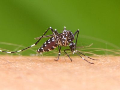 Adiós, mosquitos: mirá cómo preparar el mejor repelente casero con las hojas de un árbol que crece en todos lados