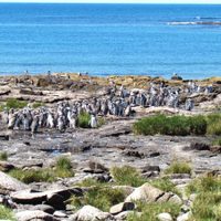 Acuerdan Río Negro y Nación para crear el Parque Nacional Islote Lobos