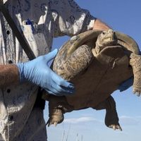 Biólogos ayudan a preservar la tortuga del Bolsón, la más grande y rara de América del Norte