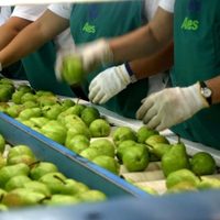 Una carga contaminada con carpocapsa pone en riesgo a todas las exportaciones de frutas a Brasil