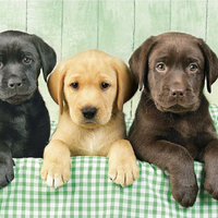 Los más tiernos: curiosidades de los perros labrador retriever, la raza más querida del mundo