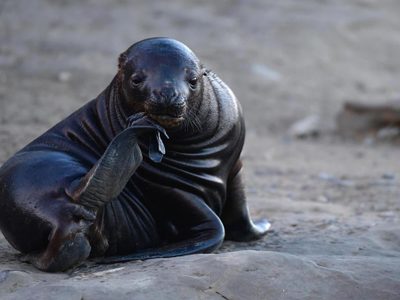 Restringieron el acceso a las playas de una localidad patagónica por casos de gripe aviar