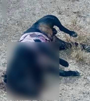 Denuncian que policías de Juchipila, Zacatecas, matan a balazos al menos a cuatro perros
