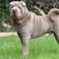 Curiosidades acerca del shar pei, el perro arrugado que está de moda