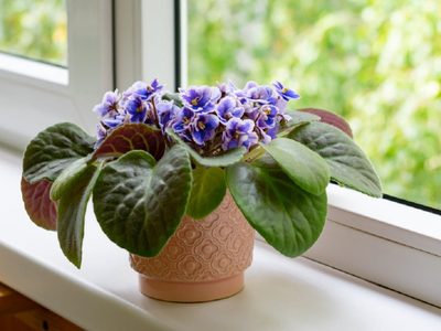 Tras la llegada del invierno: 4 plantas que florecen todo el año y no se marchitan con el frío