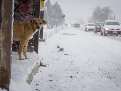 Temporal de nieve: cierran las rutas 40 y 23 en Río Negro