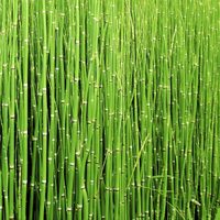 La planta prehistórica que es tendencia en decoración y además tiene propiedades medicinales