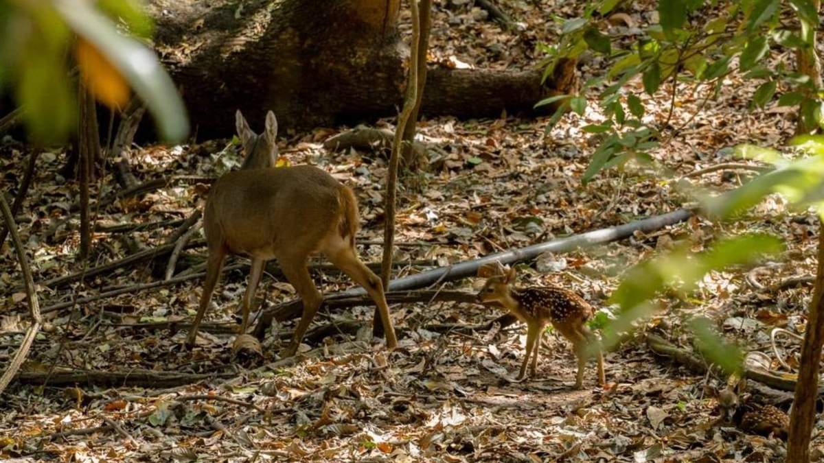 Sobrepoblación de venados en la reserva ecológica de El Zapotal