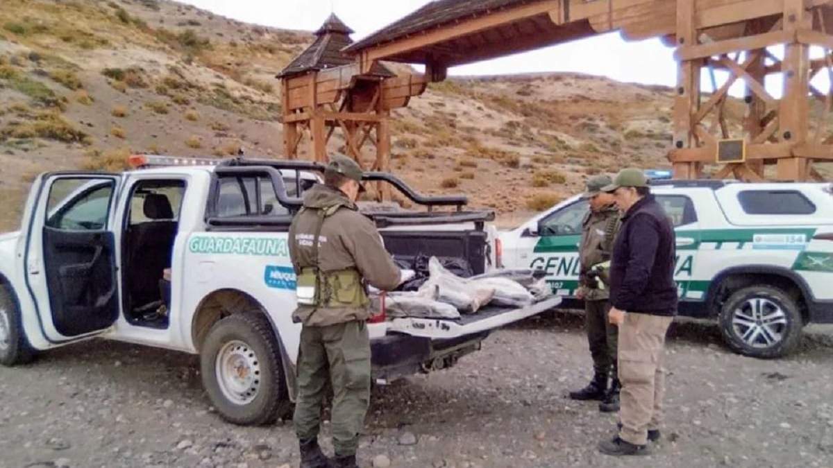 En el operativo secuestraron un cargamento de nueve piezas de salmón que eran transportadas con destino a Caviahue. Fuente: (Gobierno de Neuquén)