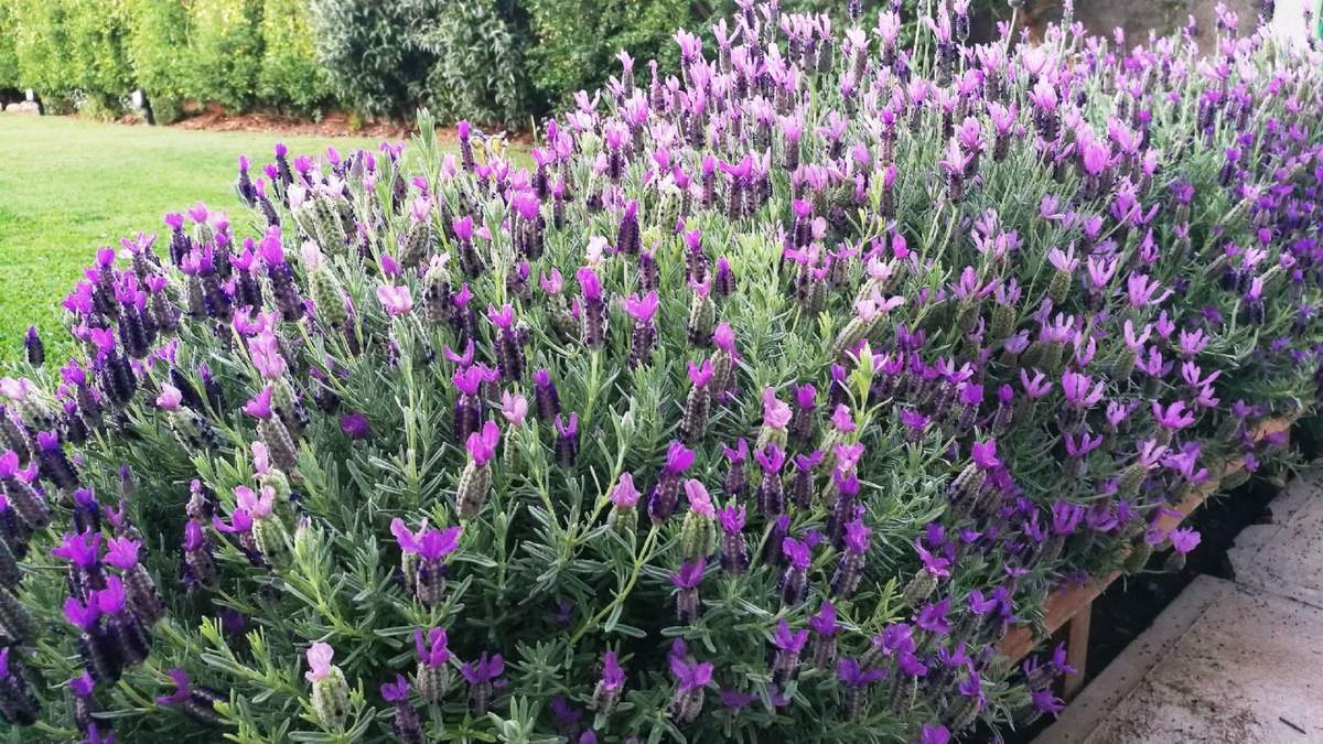 Lavanda. Fuente: (Instagram)