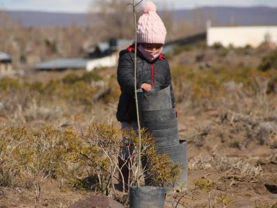 Zapala: en la semana se plantaron 450 nuevos árboles en la ciudad