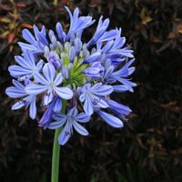 La planta más vendida de esta temporada y cuyas hermosas flores le dan un toque distinguido a tu jardín