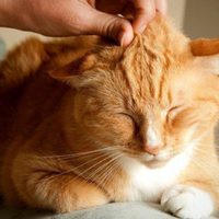 Gatos anaranjados: 10 curiosidades que te van a hacer entender por qué son los más carismáticos