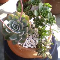 Si se te rompió una maceta, no la tires: mirá cómo transformarla en un hermoso terrario para tus suculentas