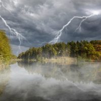 El asesino silencioso de los bosques