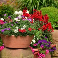 El truco sencillo y efectivo para mantener tus plantas a salvo durante todo el verano
