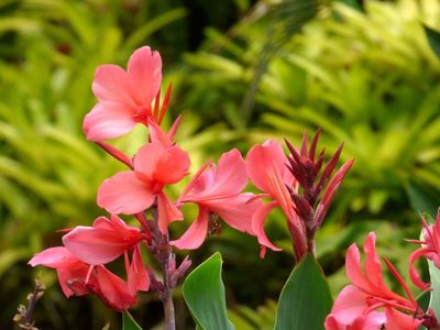 La planta que embellece tu jardín por su altura y bellas flores y que esconde un poderoso secreto