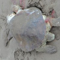 Suman 122 las tortugas encontradas muertas en playas de Chiapas; aún se ignoran causas del fenómeno