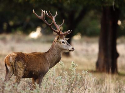 Crueldad animal en Neuquén: un grupo de jóvenes mató a un ciervo y quedó filmado