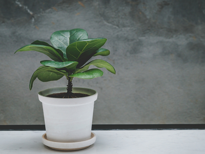 Sin químicos ni gastar un peso: el truco de los jardineros para mantener tu Ficus Pandurata siempre impecable