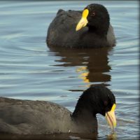 Curiosidades sobre la Gallareta chica: el ave que adora el agua y es popular en los lagos de Palermo