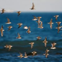 Las aves playeras llegaron a las costas y se hará su festival pero virtual