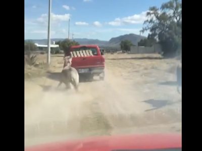 Rescatan a un burro que fue víctima de maltrato en Hidalgo (Video)