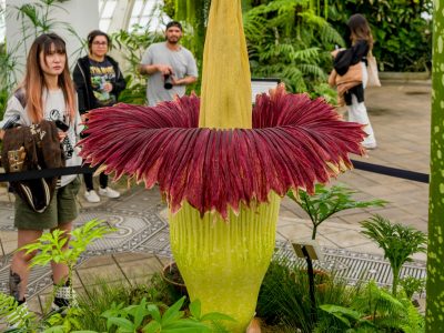 ¿Es posible cultivar la flor más apestosa del mundo?: detalles de este desafío