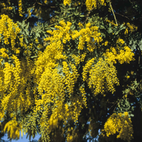 Las razones por las que deberías tener una acacia baileyana en tu jardín y cómo cuidarla