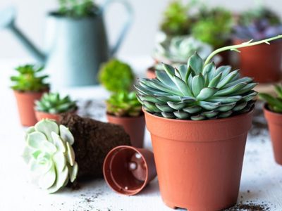 Cómo hacer abono para las suculentas con productos que hay en el hogar