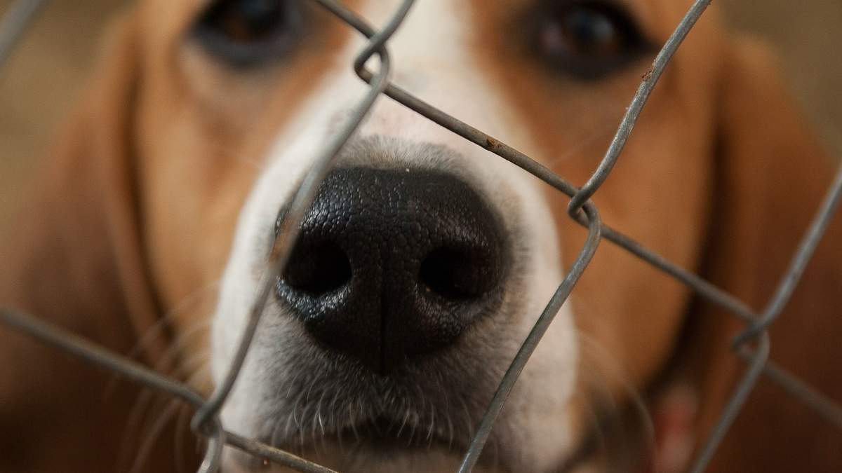 Crearon un registro de cuidadores irresponsables y maltratadores de animales. Los reincidentes deberán capacitarse. Fuente: (Facebook)