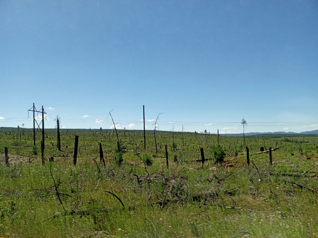arboles talados vistos desde la carretera de San Juanito a Creel, Bocoyna (1). Son del an~o pasado, antes de los u´ltimos incendios
