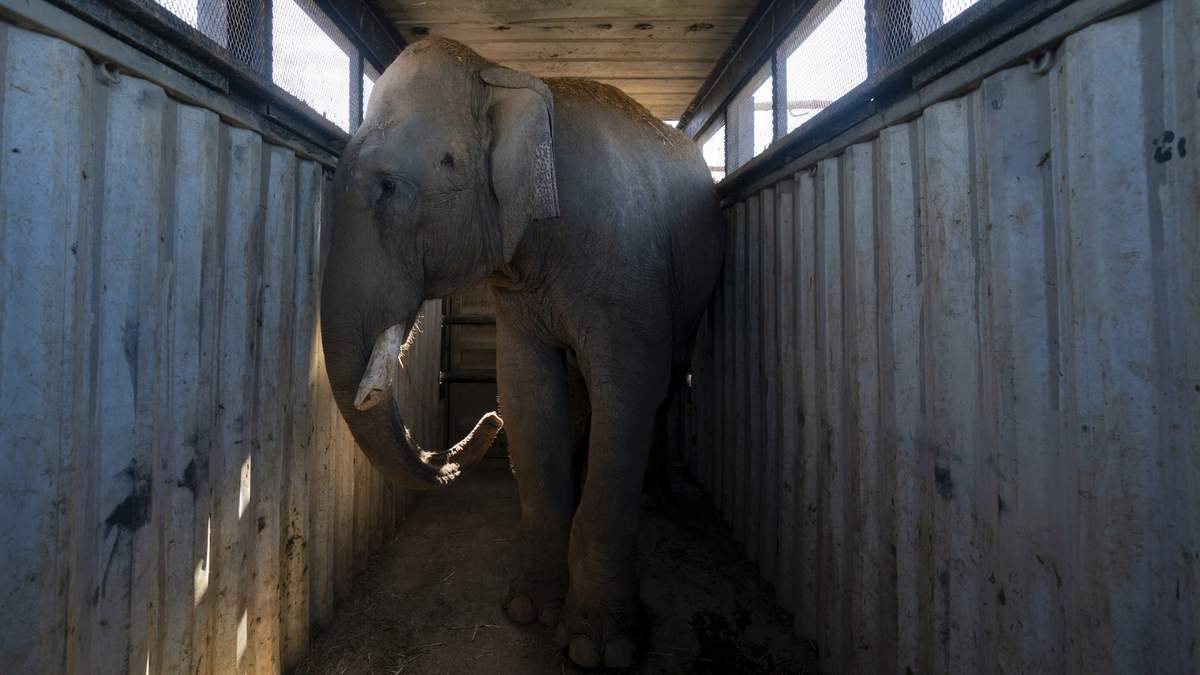 Un elefante en un transporte en un tráiler en el refugio de animales del santuario Ostok