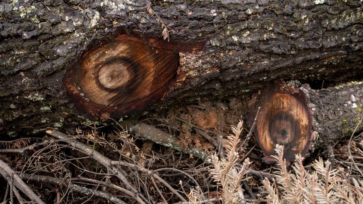 Árboles en un campamento de taladores clandestinos en Cofre del Perote, Veracruz