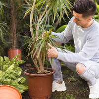 Según tu signo zodiacal, estas son las plantas que representan tu personalidad para tener en casa