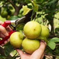 Lo que los jardineros callan: el secreto para que tu limonero explote de frutas