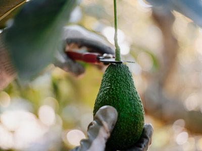 El secreto de los jardineros para que tu árbol dé palta germine y de frutos a los 2 años