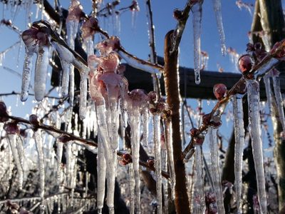 Alerta: se esperan fuertes heladas en el Alto Valle