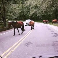 Buscan sancionar una ley que pretende evitar la presencia de animales sueltos en las rutas