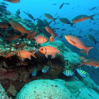 Investigan repentina pérdida de coral en santuario marino de Texas