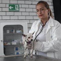 Presentan iniciativa para que servicios veterinarios de mascotas sean deducibles de impuestos