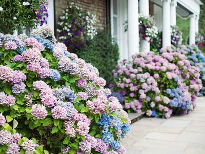 Jardín bien colorido: el trucazo con pocos ingredientes para cambiar de color tus hortensias