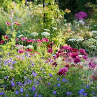 Renová el jardín: las plantas que debés sembrar antes de terminar agosto si querés lindas flores a fin de año