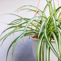 Si tu planta cinta no para de crecer y tiene muchos hijuelos, así podés transplantarlos a otra maceta