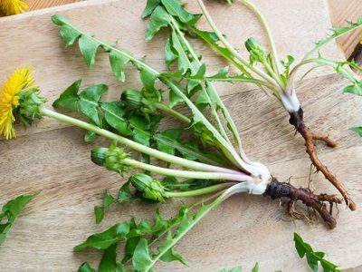 Diente de león: conocé por qué esta planta comestible es una joya para tu salud