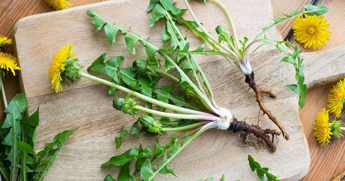 Diente de león. Fuente: (Instagram).