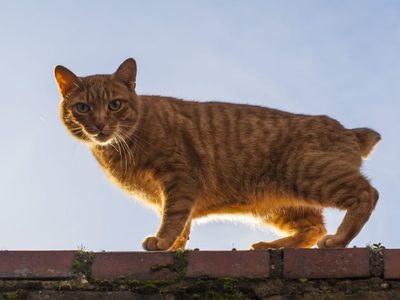Curiosidades del Manx: el gato más dulce que es un excelente cazador de ratones